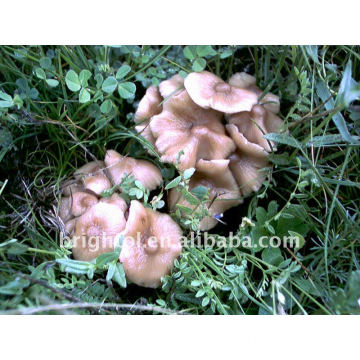 Pure Nature Shitake Mushrooms Extract